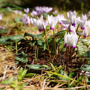 Exploring Cyclamen Choices