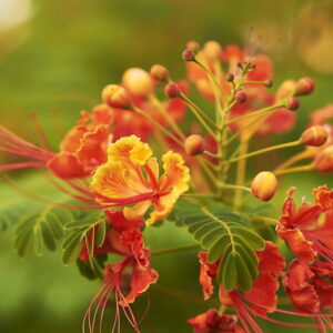 Exploring the Exquisite Peacock Flower