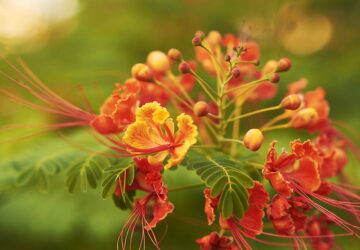 Exploring the Exquisite Peacock Flower