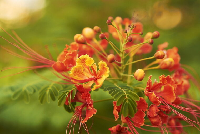 Exploring the Exquisite Peacock Flower