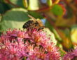 Keep Your Fall Garden Buzzing with Pollinators