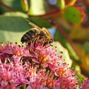 Keep Your Fall Garden Buzzing with Pollinators