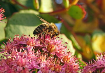 Keep Your Fall Garden Buzzing with Pollinators