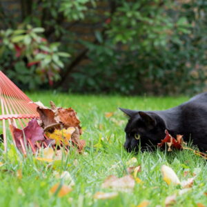 Your Guide to Autumn Lawn Care