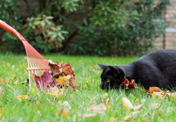 Your Guide to Autumn Lawn Care