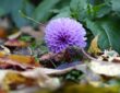 Fallen Leaves: Nurture Your Garden's Natural Balance