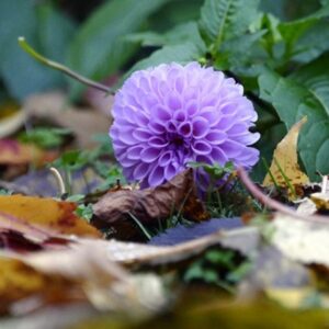 Fallen Leaves: Nurture Your Garden's Natural Balance