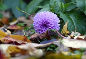 Fallen Leaves: Nurture Your Garden's Natural Balance
