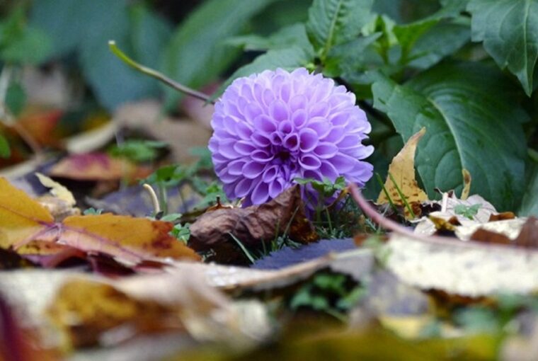Fallen Leaves: Nurture Your Garden's Natural Balance