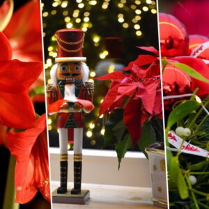 Festive Plants to Spruce Up Your Home This Advent
