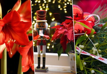 Festive Plants to Spruce Up Your Home This Advent