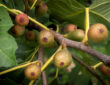 Fig Fruits and Leaves: Healing and Wellness