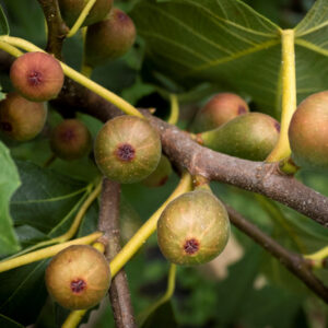 Fig Fruits and Leaves: Healing and Wellness