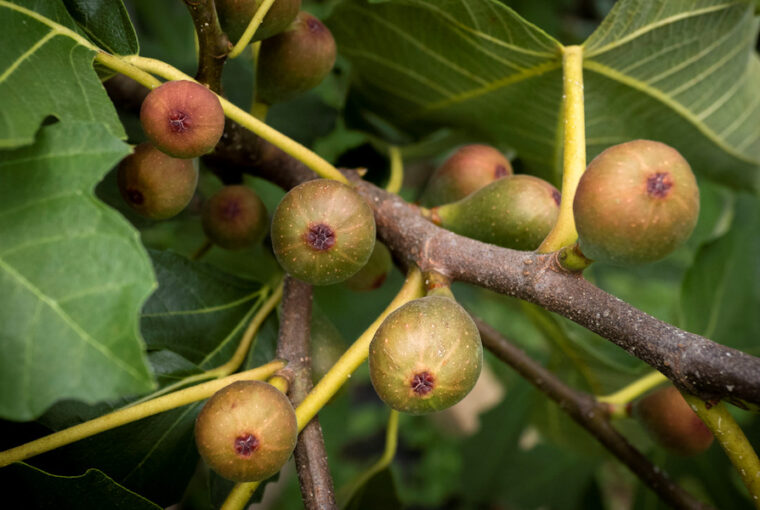 Fig Fruits and Leaves: Healing and Wellness