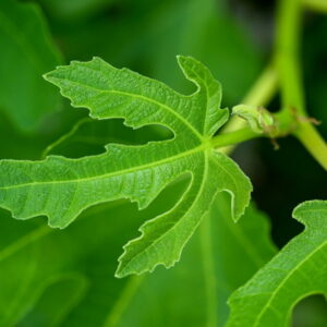 Fig Leaves: Culinary Delights and Health Benefits