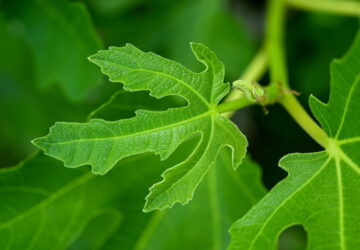 Fig Leaves: Culinary Delights and Health Benefits