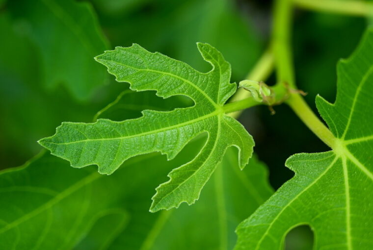 Fig Leaves: Culinary Delights and Health Benefits