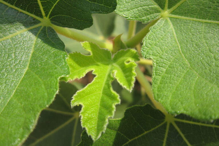 Fig Leaves in the Kitchen Unveiling the Culinary Delights and Health