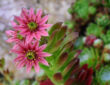 Low-Maintenance Succulents for Your Rock Garden