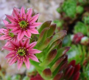 Low-Maintenance Succulents for Your Rock Garden