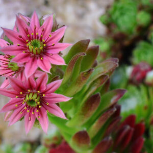 Low-Maintenance Succulents for Your Rock Garden