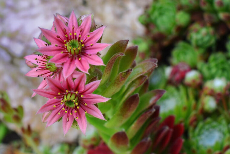Low-Maintenance Succulents for Your Rock Garden