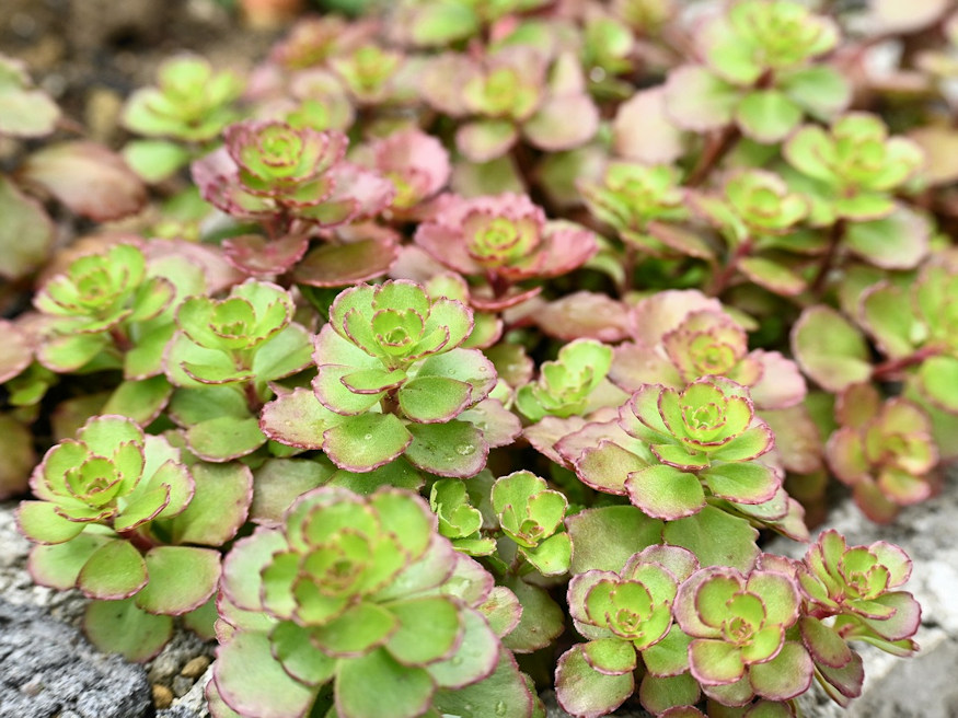 5 Low-Maintenance Succulents for Your First Rock Garden – Garden Guide