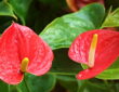 Anthurium: A Flamingo Lily Showcase