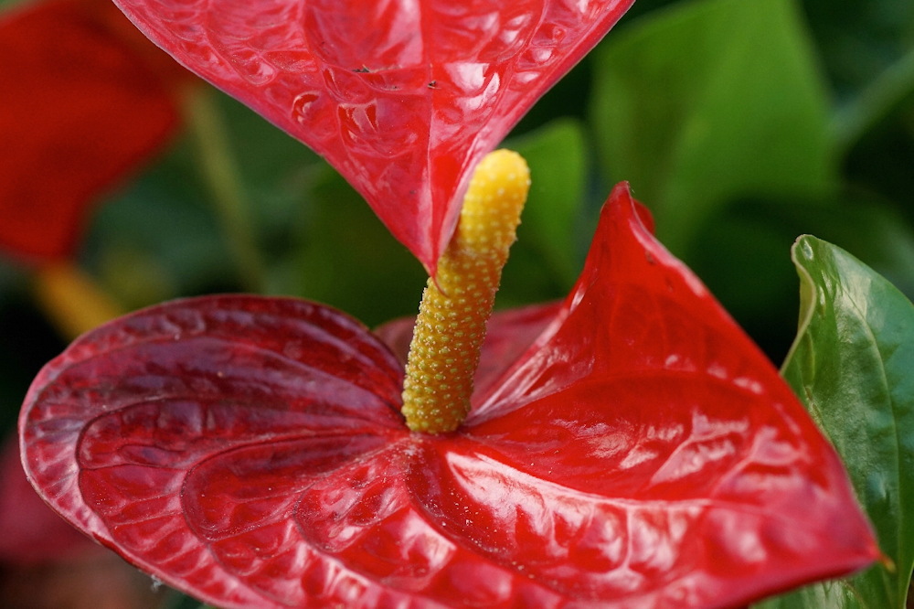 The Enchanting World of Anthurium: A Flamingo Lily Showcase