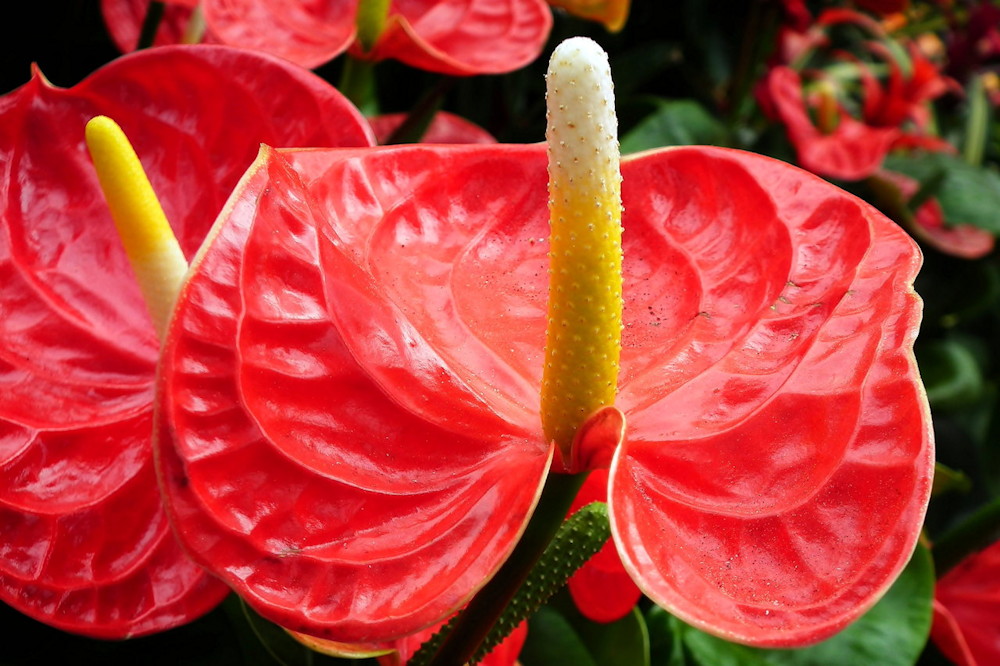 The Enchanting World of Anthurium: A Flamingo Lily Showcase