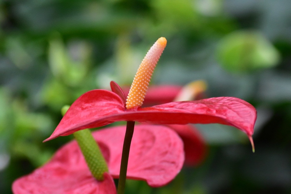 The Enchanting World of Anthurium: A Flamingo Lily Showcase
