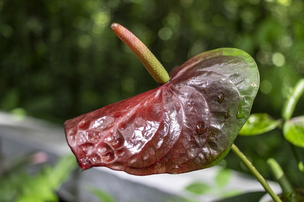 The Enchanting World of Anthurium: A Flamingo Lily Showcase