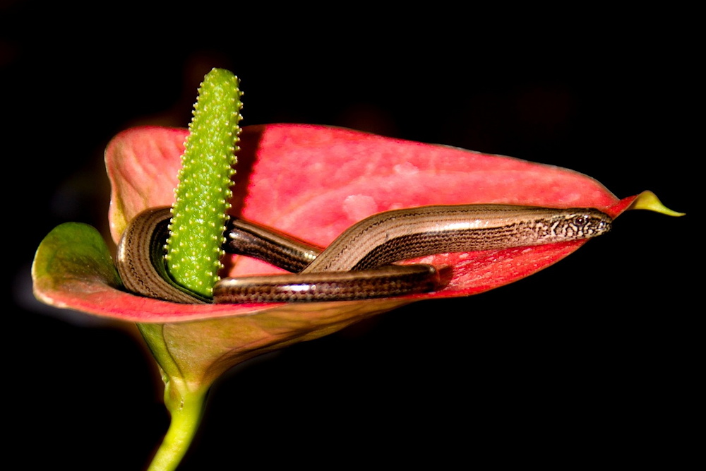 The Enchanting World of Anthurium: A Flamingo Lily Showcase