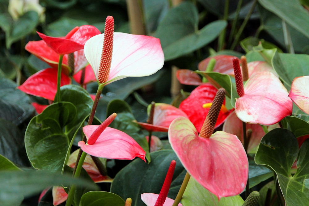 The Enchanting World of Anthurium: A Flamingo Lily Showcase
