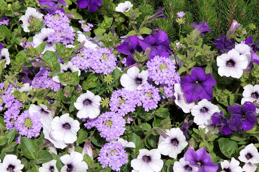 When a Flower Bed Becomes an Actual Bed