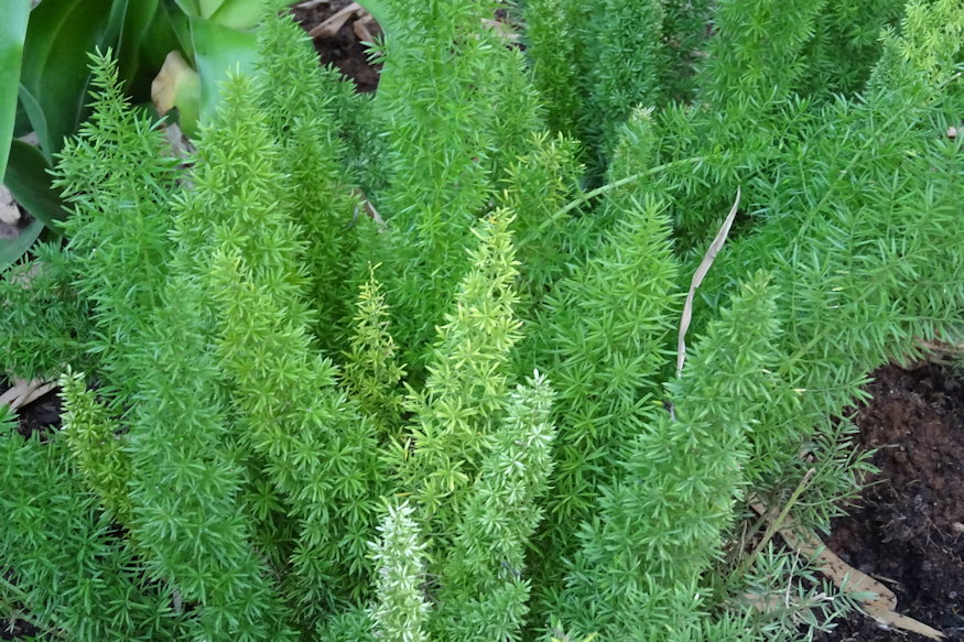 When a Flower Bed Becomes an Actual Bed
