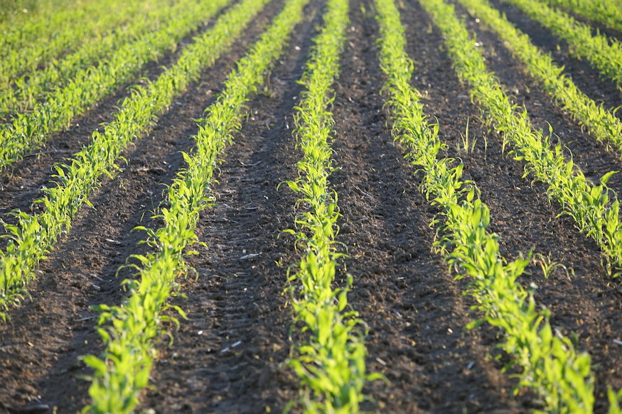 Where Do Folk Weather Sayings Come From