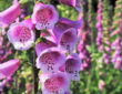 Foxglove in Your Garden