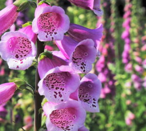 Foxglove in Your Garden