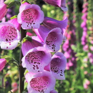 Foxglove in Your Garden