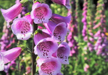 Foxglove in Your Garden