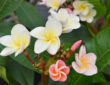 Frangipani: Tropical Blooms for Your Balcony