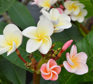 Frangipani: Tropical Blooms for Your Balcony