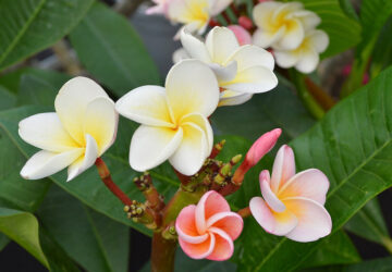 Frangipani: Tropical Blooms for Your Balcony