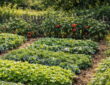 French Intensive Gardening