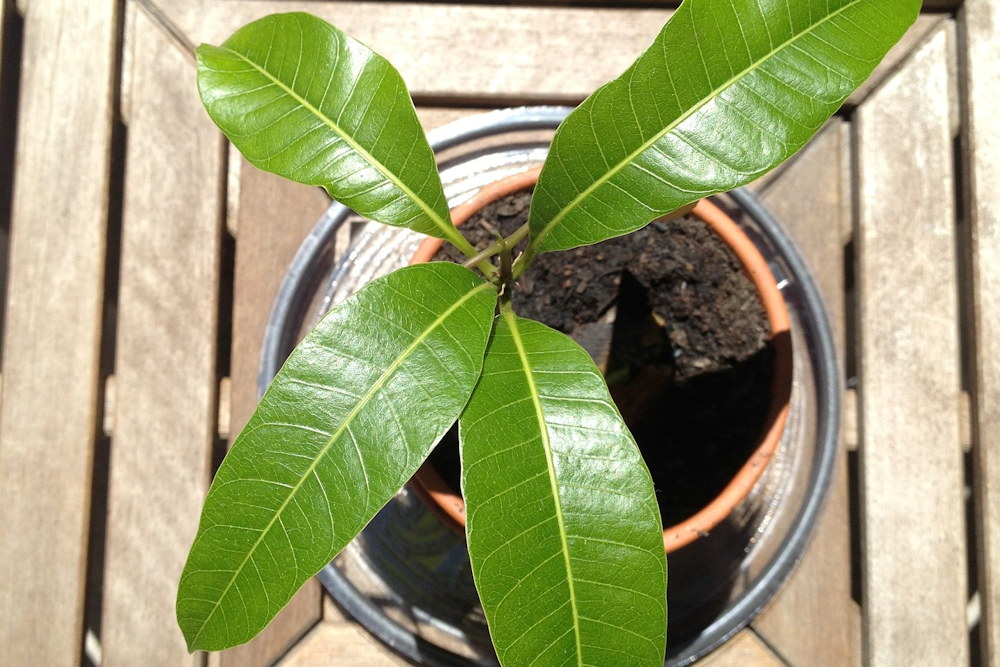 From Mango to Marvel: Can You Grow a Lush Mango Tree from Store-Bought ...