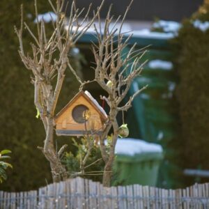 Garden Tasks to Avoid Rushing into in January