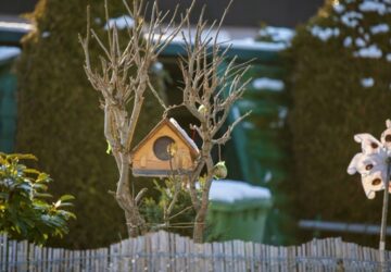 Garden Tasks to Avoid Rushing into in January