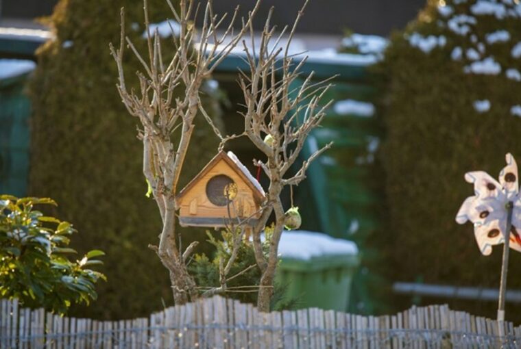 Garden Tasks to Avoid Rushing into in January