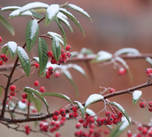 To-Do List for Thriving Gardens in January